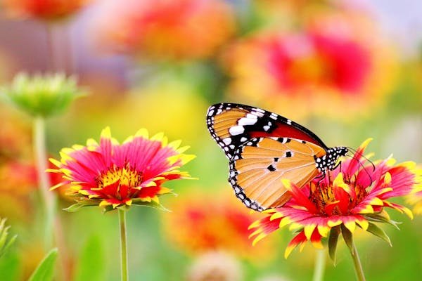 Floriculture