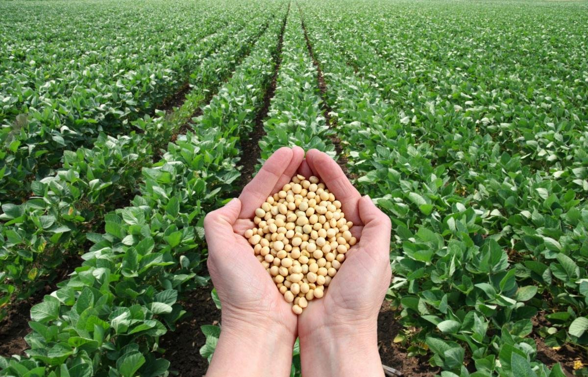Soybean