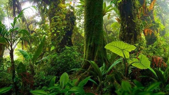 Tropical