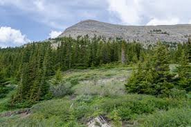 Sub-Alpine