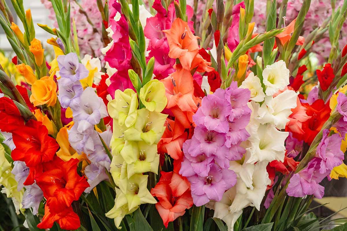 Gladiolus