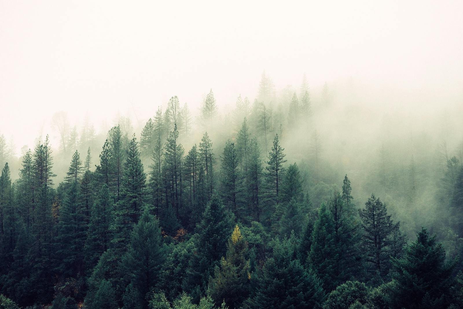 Forest Landscape