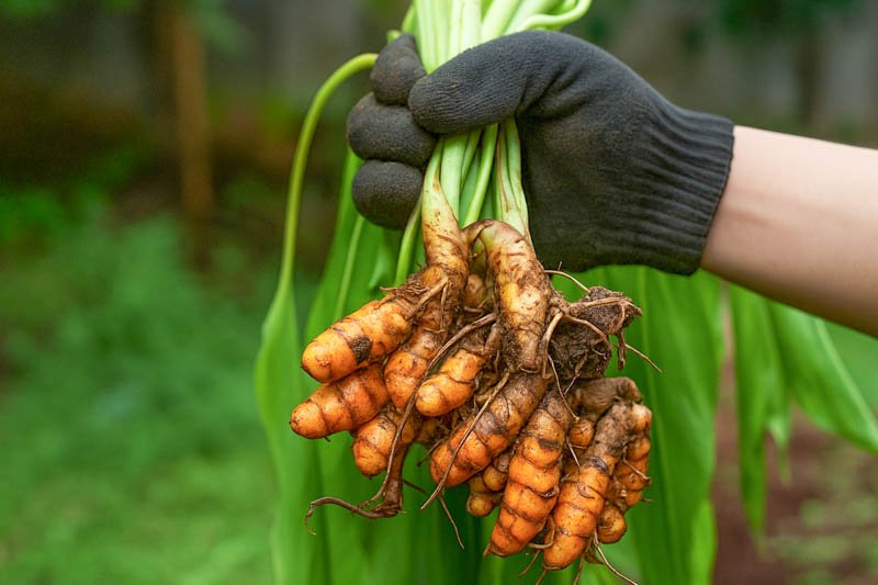 Turmeric