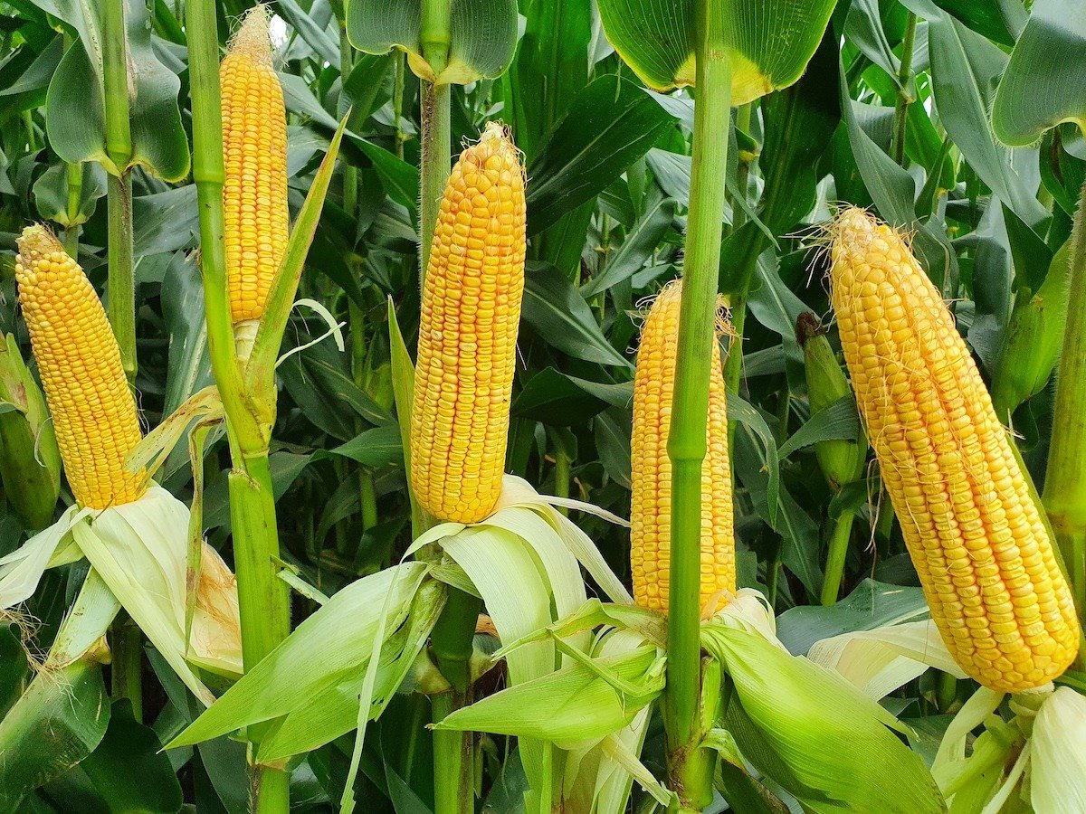 Maize